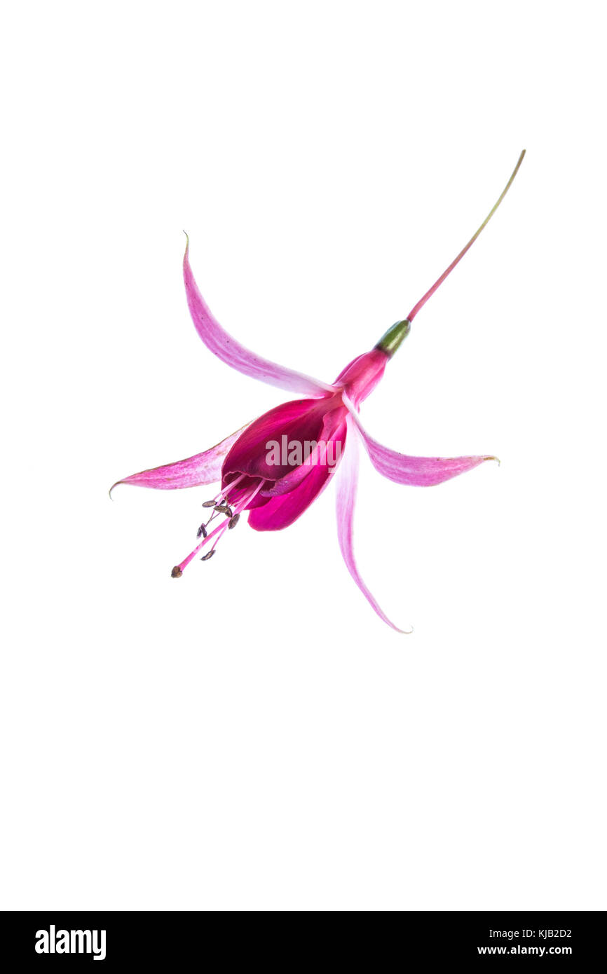 Nahaufnahme von einer einzigen Blume von Fuchsia Cascade vor einem weißen Hintergrund Stockfoto