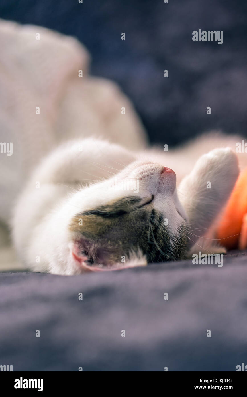 Vertikale Foto von wenigen Wochen altes Kätzchen mit weißem Pelz und tabby Flecken an Kopf. Katze schläft auf dunklen Decke mit weißen und orangen in backgroun Stockfoto