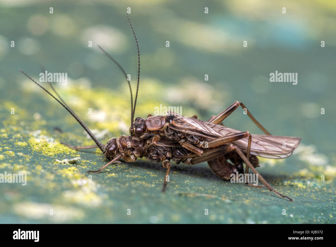 Paarung Stoneflies auf ein Schild in einem Naturschutzgebiet. Cabragh Feuchtgebiete, Tipperary, Irland. Stockfoto