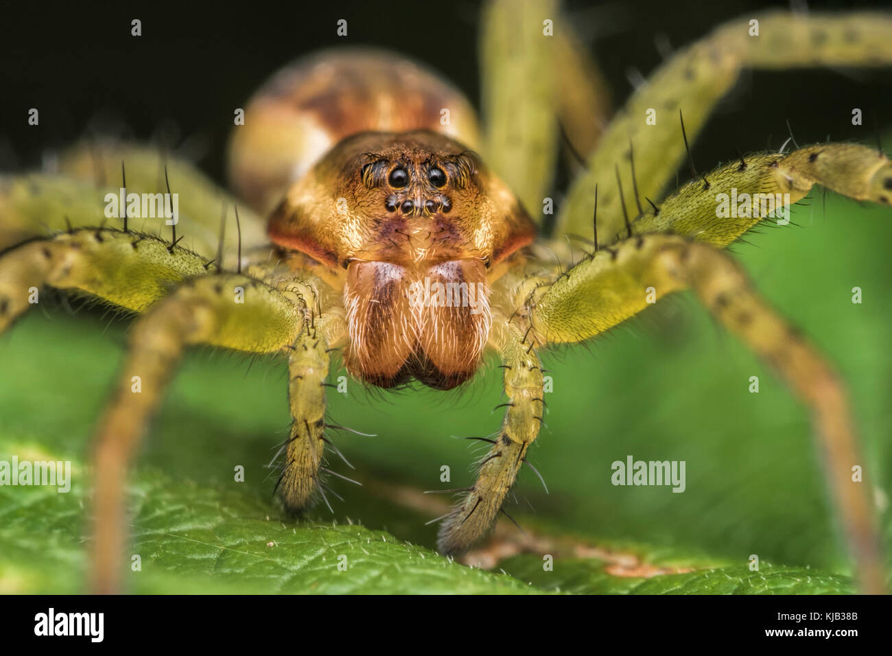 Raft Spinne (Dolomedes fimbriatus) tief unten in der Vegetation in Cappamurra Bog, Tipperary, Irland. Stockfoto