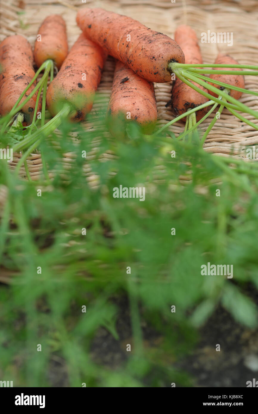 Eine Nahaufnahme von mehreren f 1 Flyaway agm Karotten, biologisch angebaut und frisch geernteten, liegen in einem Weidenkorb Stockfoto