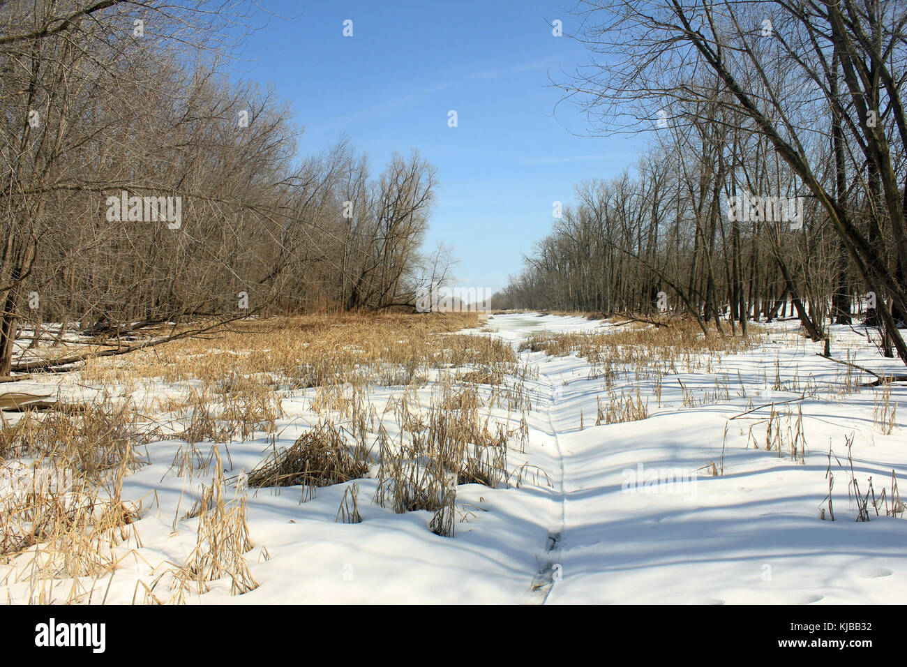Gfp Minnesota Valley State Park Sümpfe Stockfoto