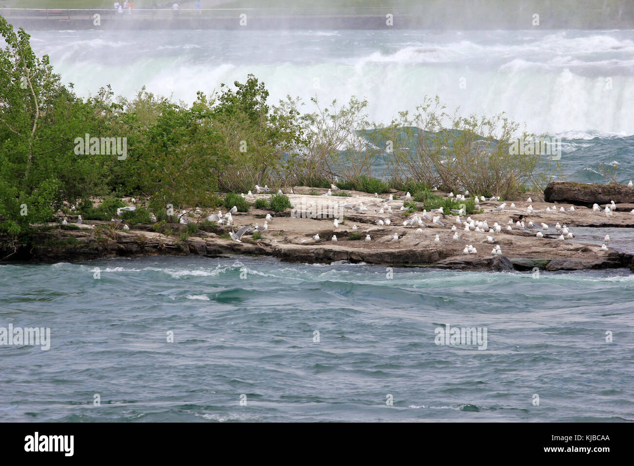 Gfp Kanada Ontario Niagara Falls Vögel auf einer Insel Stockfoto