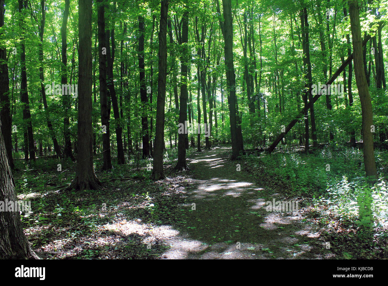 Gfp Kanada Ontario Bronte Creek State Park zu Fuß in den Wäldern Stockfoto