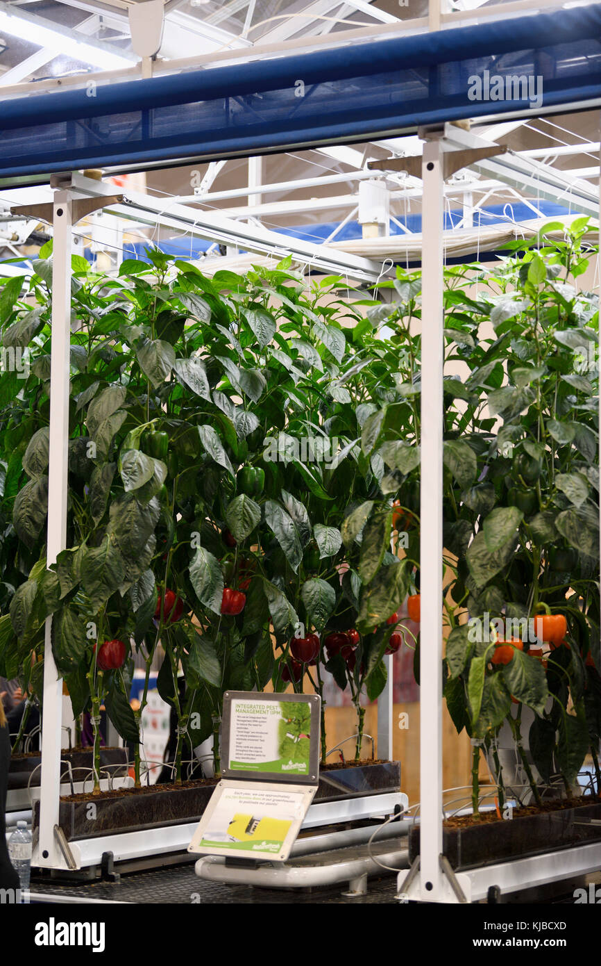 Hydroponische Pfefferpflanzen, die auf Kokofasern in einem Schaugewächshaus auf der Royal Agricultural Winter Fair Toronto angebaut werden Stockfoto