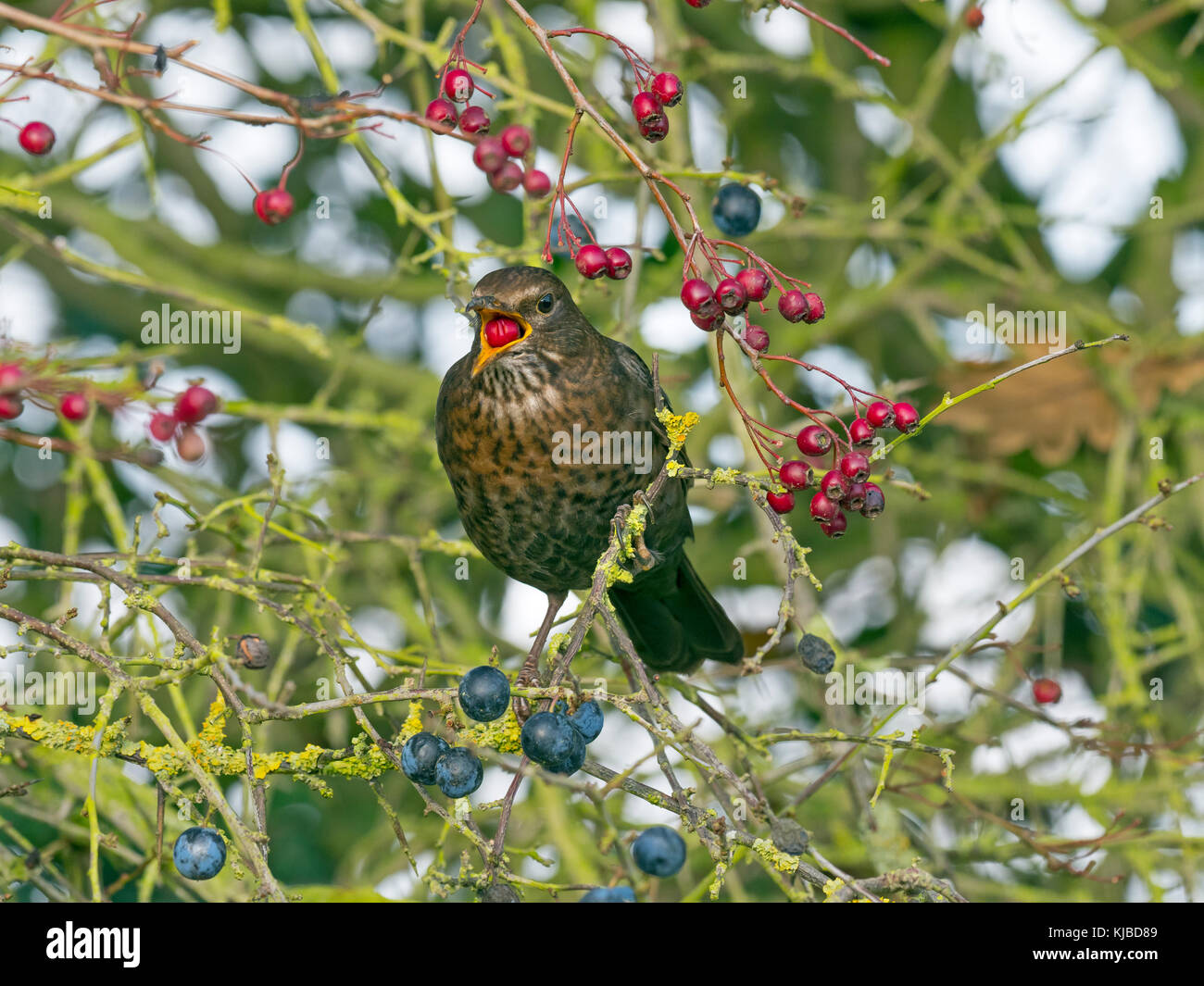 Amsel Turdus merula weiblichen Fütterung auf Beeren in Hawthorn hedge Norfolk Stockfoto