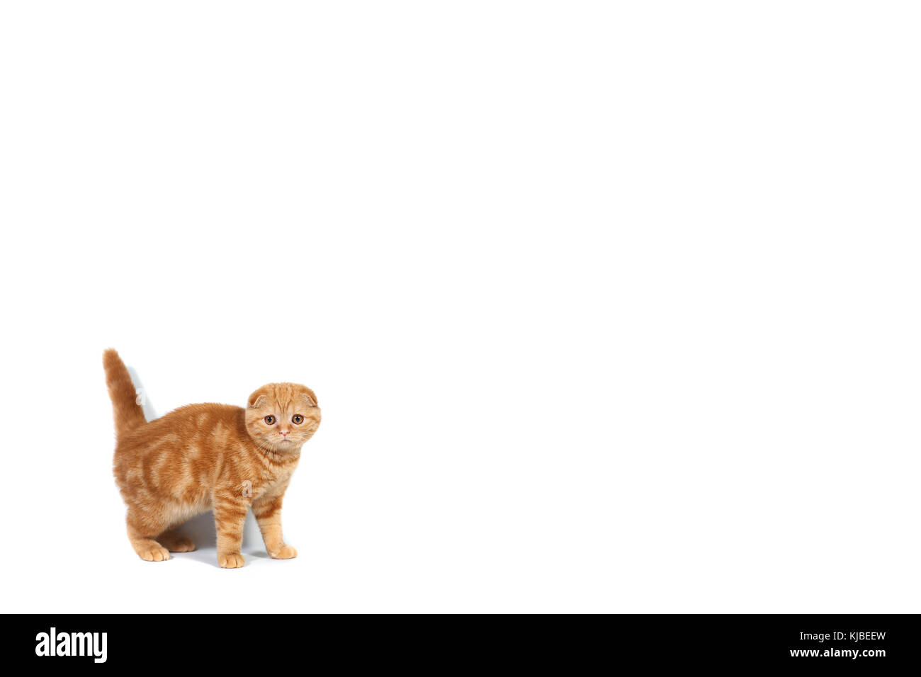 Scottish Fold Kleine Baby Katze Von Roter Farbe Mit Kurzen