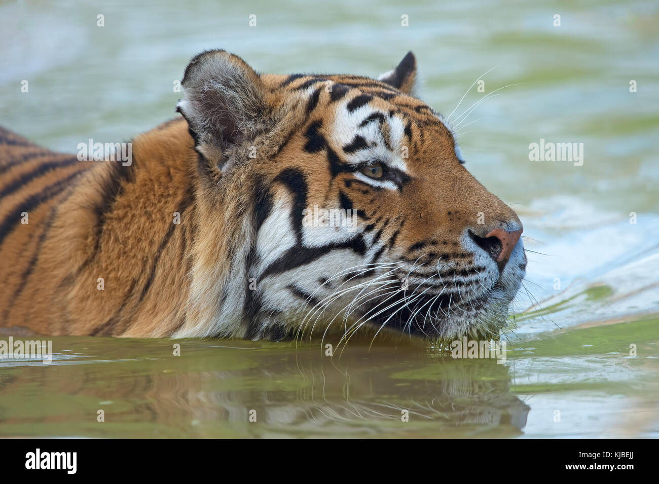 Sibirische Tiger (Panthera tigris altaica) Stockfoto