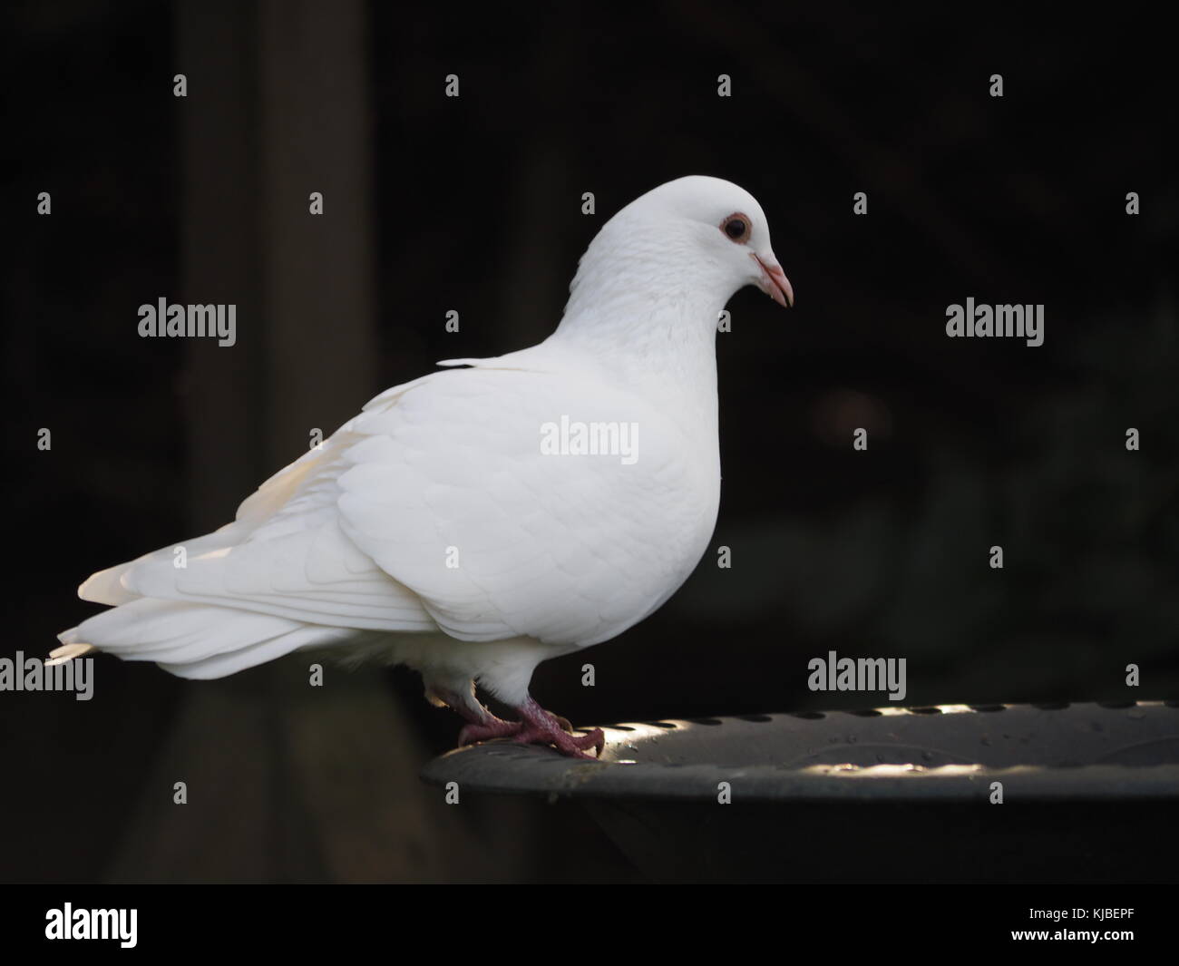Ruhe - weiße Taube Stockfoto