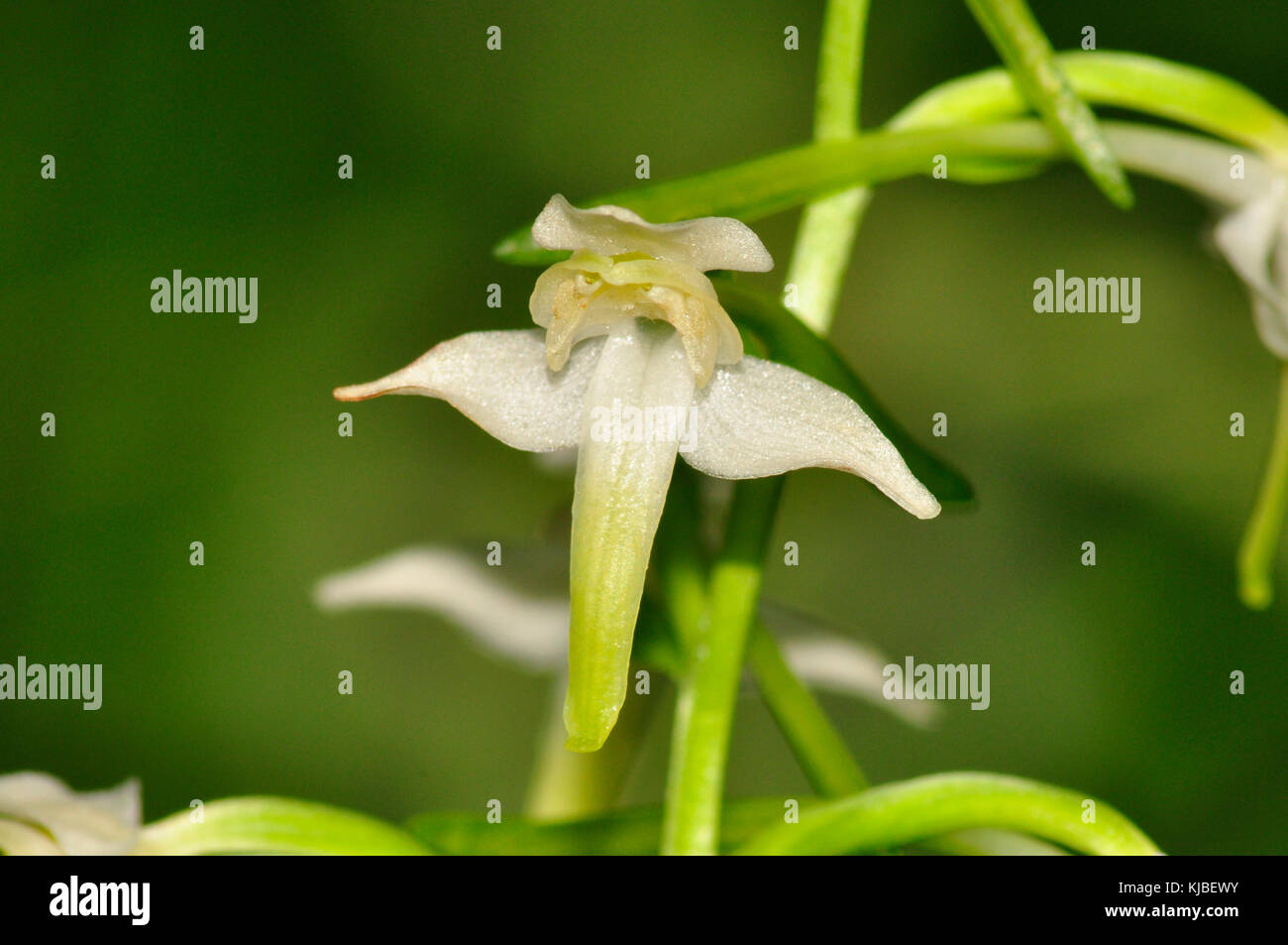 Große Schmetterlingsorchidee 'Platanthera chlorantha' wächst auf kalkhaltigem Boden in hellem, abgedecktem Schatten, nahe oben, blüht Mai bis Juli, weit verbreitet in Großbritannien. Hamps Stockfoto