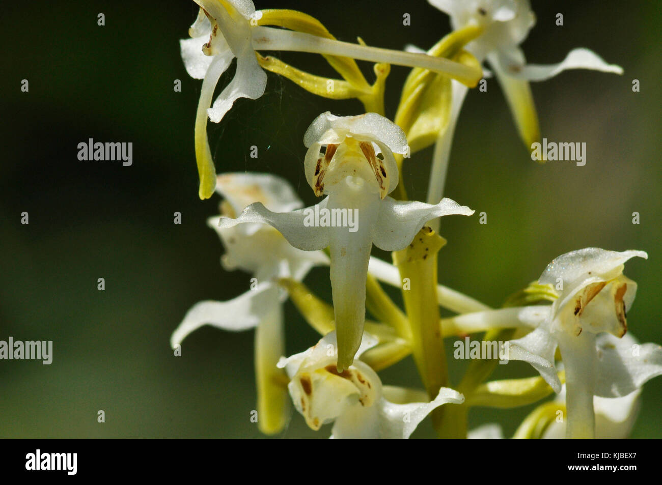 Große Schmetterlingsorchidee 'Platanthera chlorantha' wächst auf kalkhaltigem Boden, getupfter Schatten, nahe oben; blüht Mai bis Juli, weit verbreitet in Großbritannien. Hampshire Stockfoto