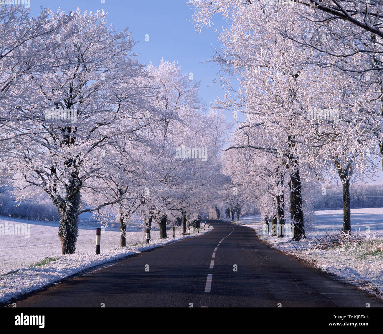 Country lane with the trees covered in hoar frost, Rutland, England, UK Stockfoto