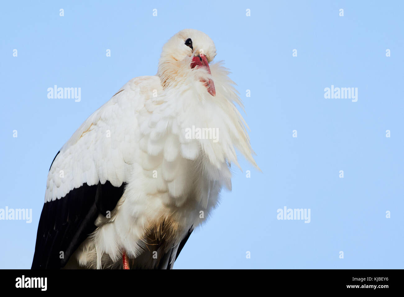 Nahaufnahme eines Storches mit ihrem Schnabel in ihren Federn vor einem klaren blauen Himmel (Ciconia ciconia) Stockfoto
