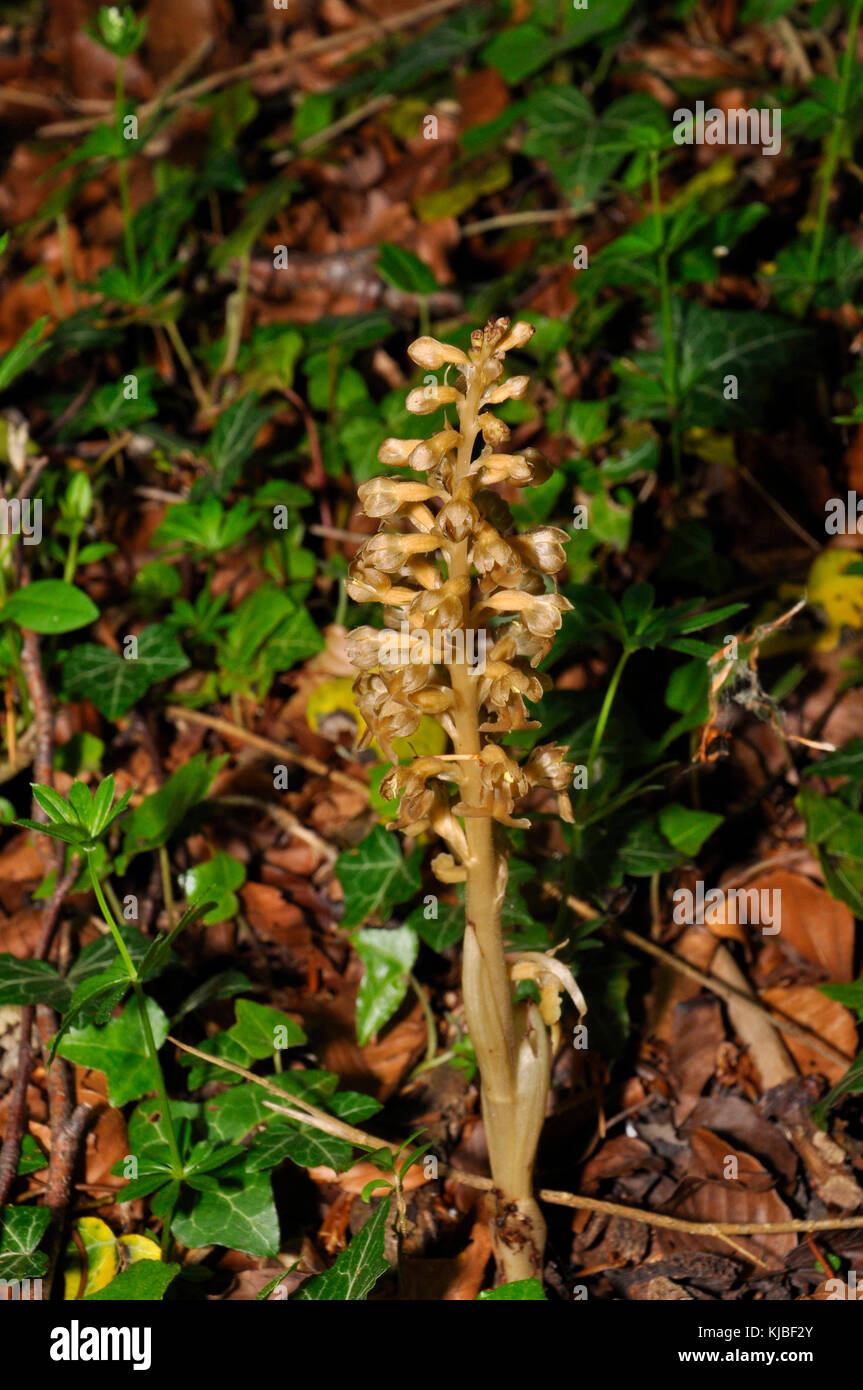 Vogelnest-Orchidee 'Neotttia nidus-avis' im Mai und Juni in ganz Großbritannien im Wald unter Buchenbäumen gefunden. Stockfoto
