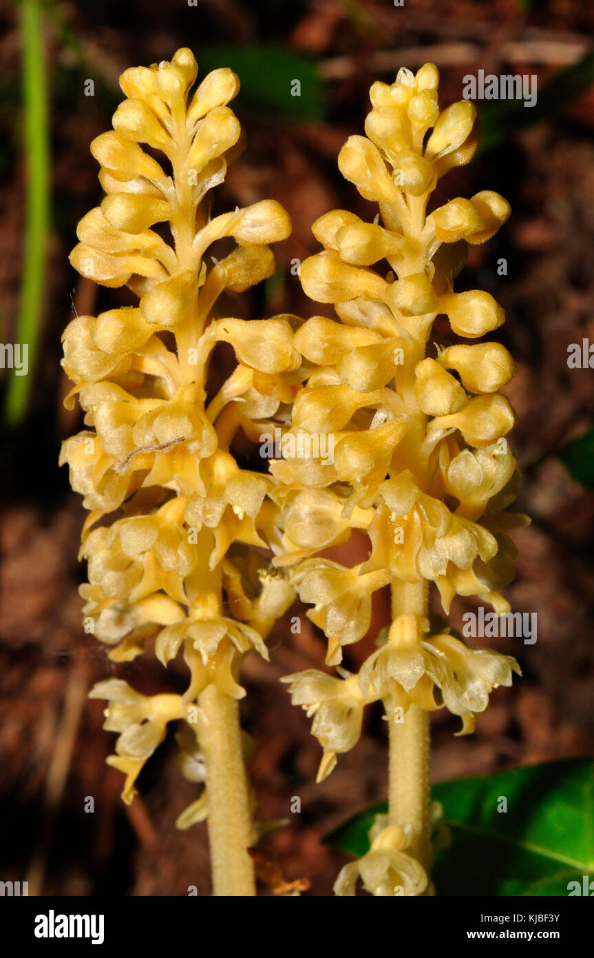 Vogelnest-Orchidee 'Neotttia nidus-avis' im Mai und Juni in ganz Großbritannien im Wald unter Buchenbäumen gefunden. Stockfoto