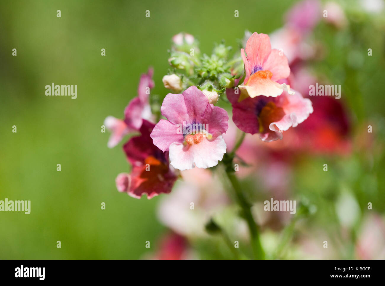 Nemesia (nesia Serie) 'tropische' Blumen. Stockfoto
