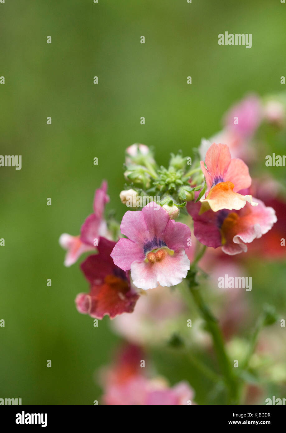 Nemesia (nesia Serie) 'tropische' Blumen. Stockfoto