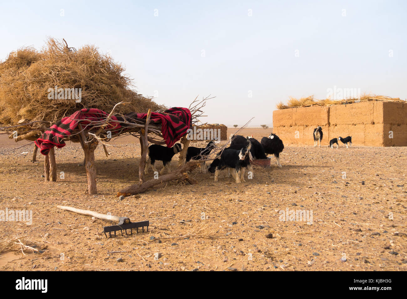 Eine Herde Ziegen, die Ruhe im Schatten einer handgefertigten Tierheim aus trockenen Zweigen und eine Decke in der Sahara, Marokko, Afrika Stockfoto