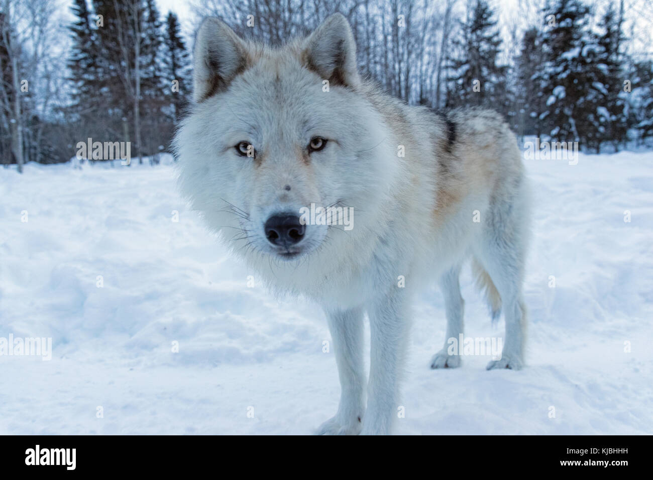 Einen arktischen Wolf, an Adventuraid, Quebec, Kanada Stockfoto