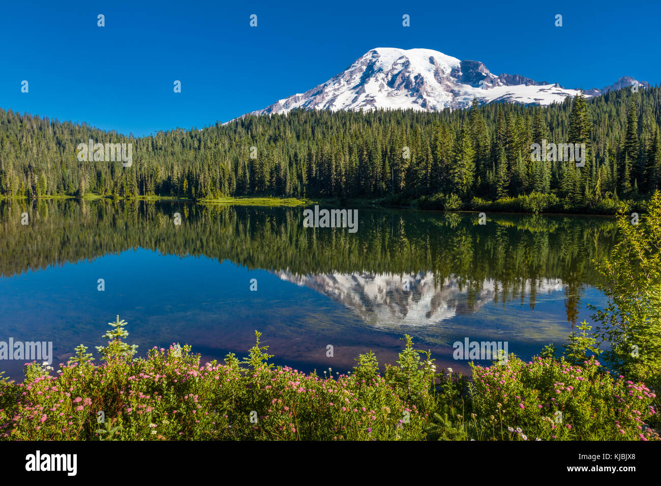 Reflexion des Mount Rainier in Reflexion See auf dem Stevens Canyon Road im Mount Rainier National Park im Staat Washington in den Vereinigten Staaten Stockfoto
