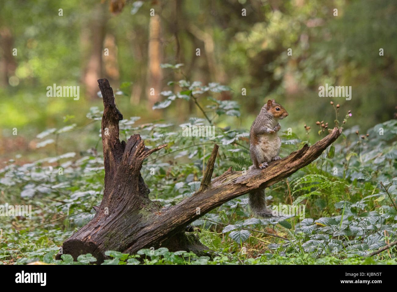Graue Eichhörnchen Sciurus carolinensis im Waldland Norfolk Spätsommer Stockfoto