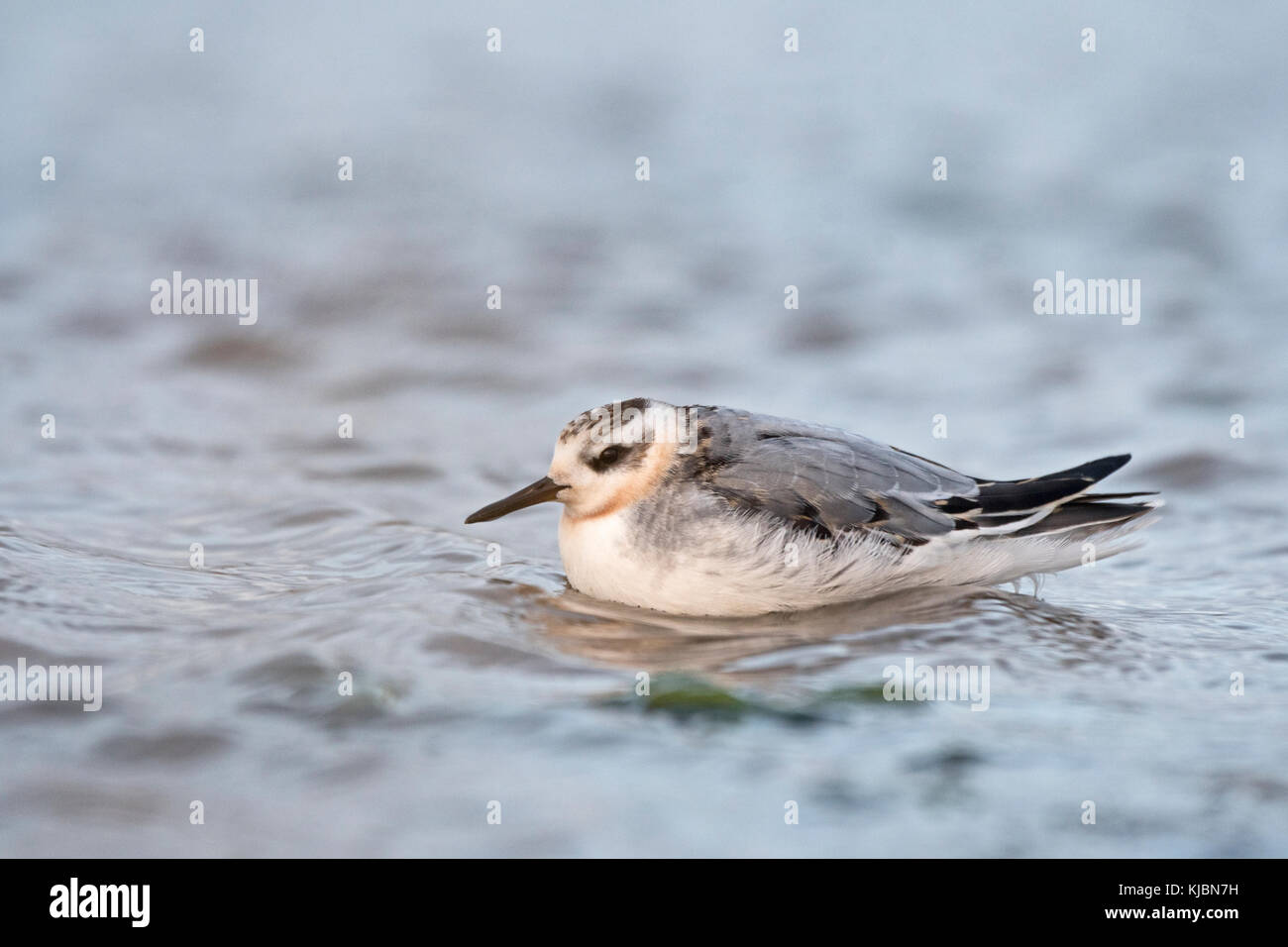 Grau (Rot) Phalarope Phalaropus fulicarius juvenile Häutung in den 1. winter Salthouse North Norfolk September Stockfoto