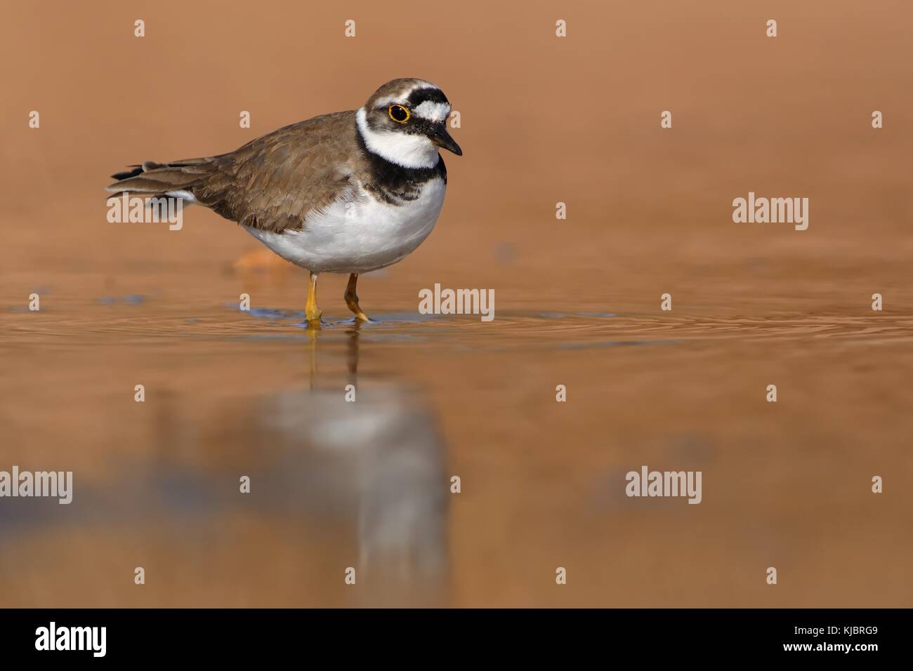 Flussregenpfeifer - Charadrius dubius im See von frischem Wasser Stockfoto