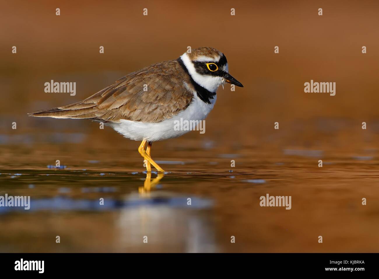 Flussregenpfeifer - Charadrius dubius im See von frischem Wasser Stockfoto