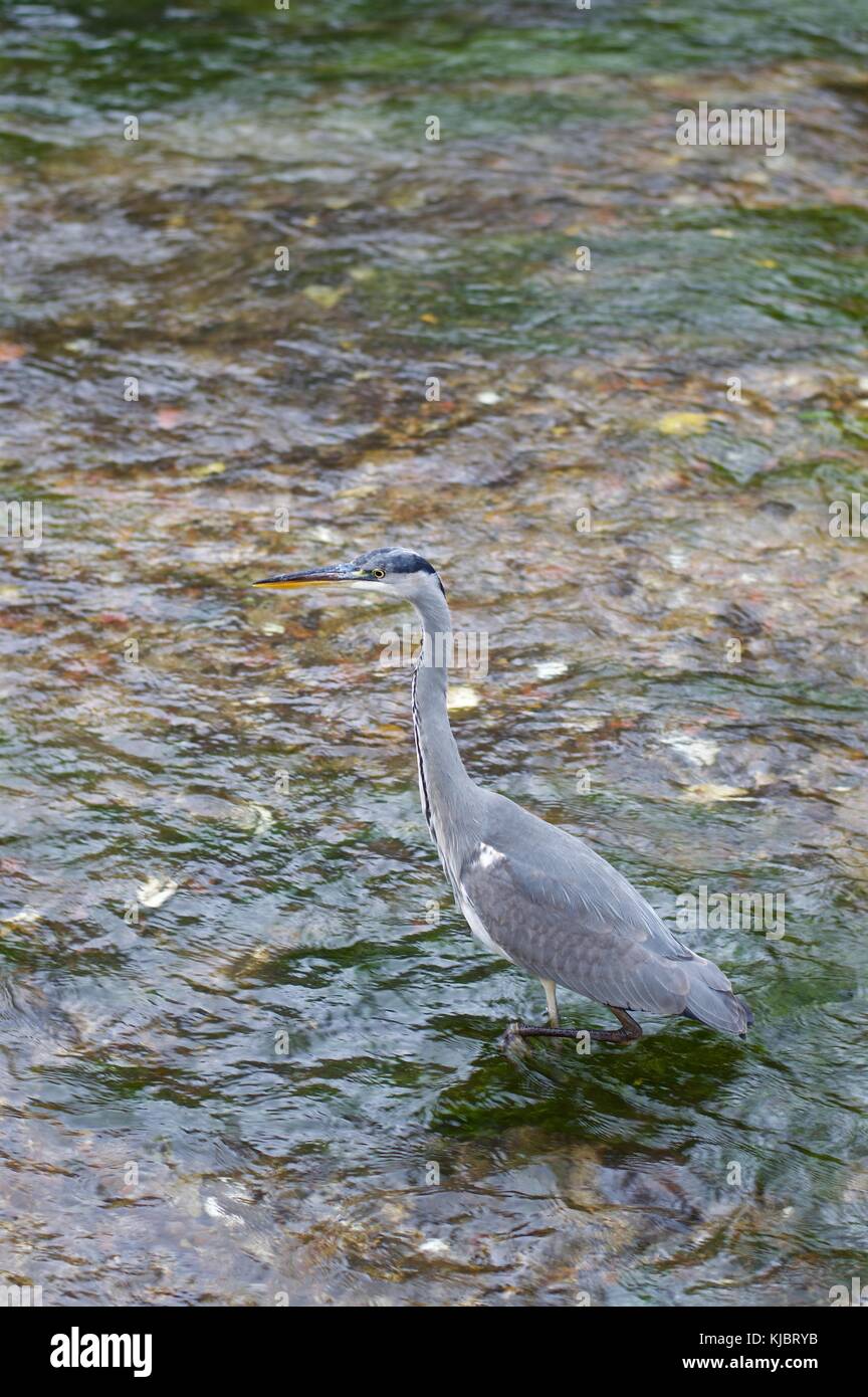 Graureiher Waten im Fluss itchen, Winchester, Großbritannien Stockfoto