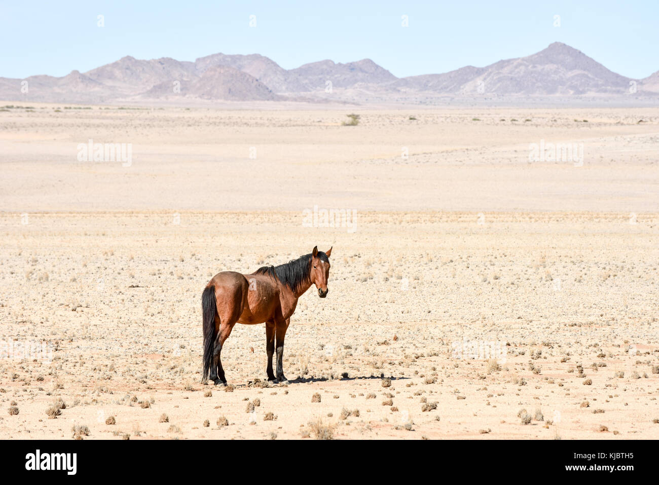 Pferde in die Wüste Landschaft Namibias. Stockfoto