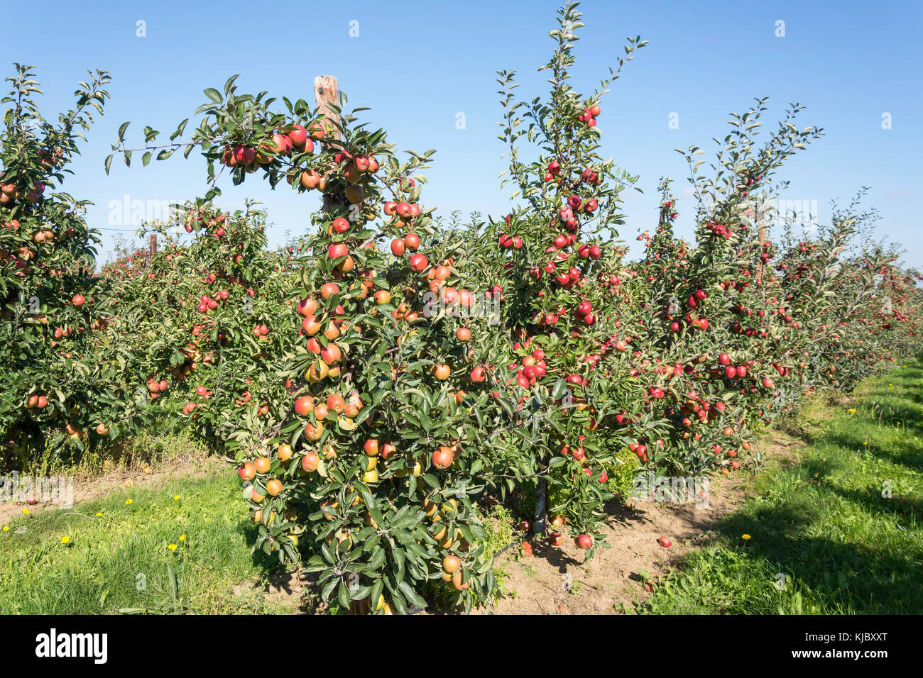 Reihen von Apfelbäumen im Obstgarten, in der Nähe von Ash Dorf, Kent, England, Vereinigtes Königreich Stockfoto
