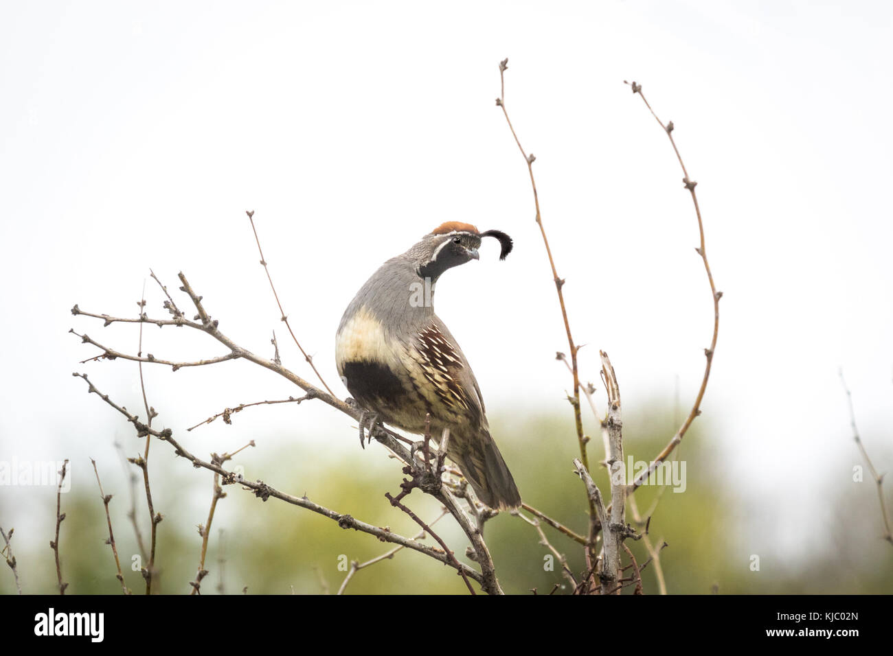 Die gambel Wachtel im Coachella Valley bewahren, Riverside County, Kalifornien Stockfoto