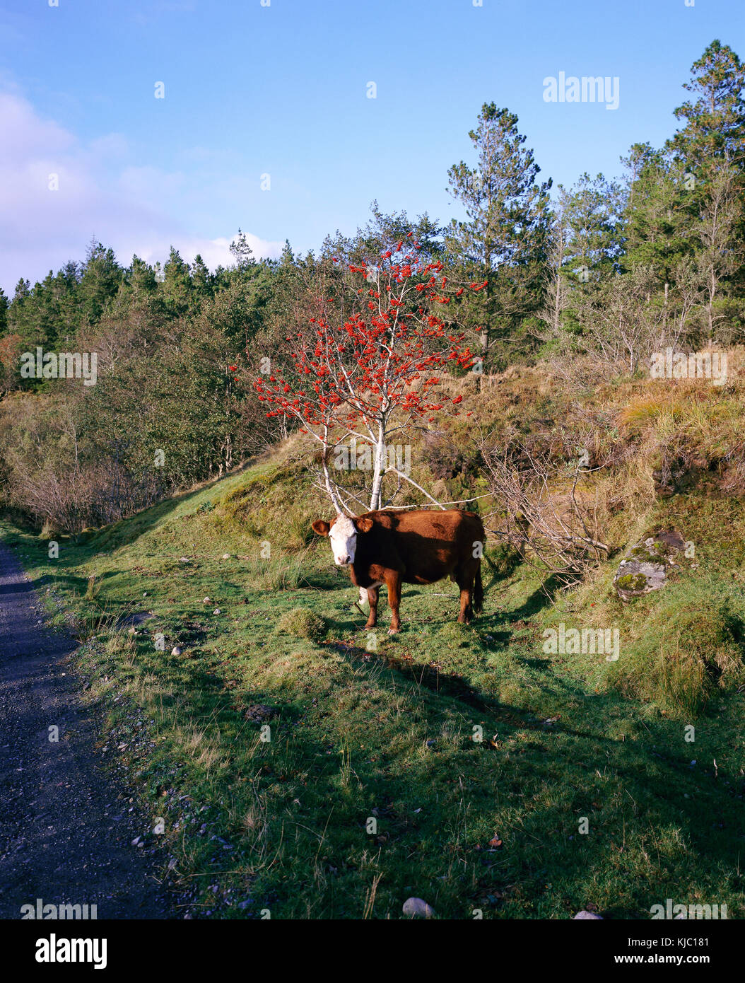 Cow, Nephin Drive, Irland Stockfoto