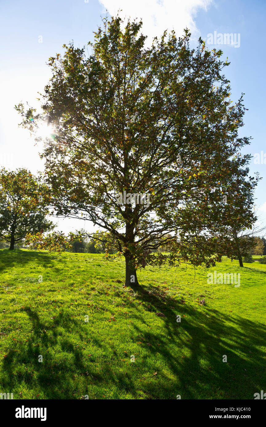 Sonne durch Laubbbäume auf dem Golfplatz, Hosel, Nordrhein-Westfalen, Deutschland Stockfoto