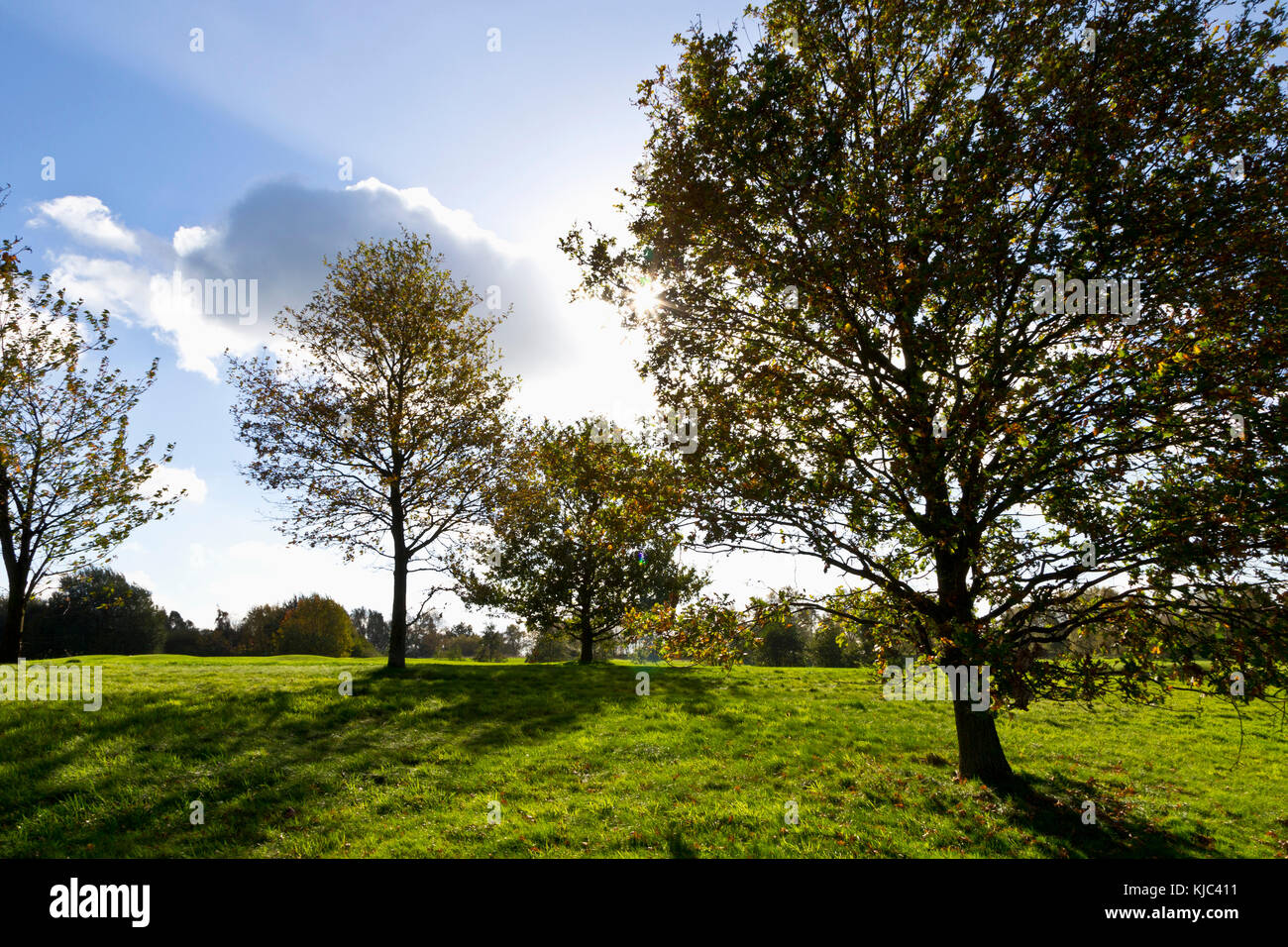 Sonne durch Laubbbäume auf dem Golfplatz, Hosel, Nordrhein-Westfalen, Deutschland Stockfoto