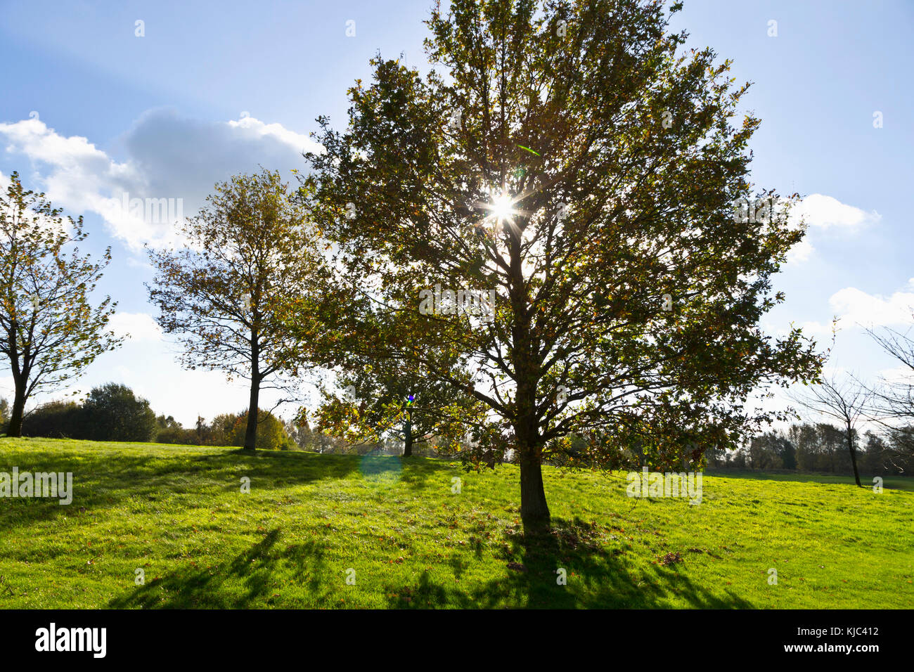 Sonne durch Laubbbäume auf dem Golfplatz, Hosel, Nordrhein-Westfalen, Deutschland Stockfoto