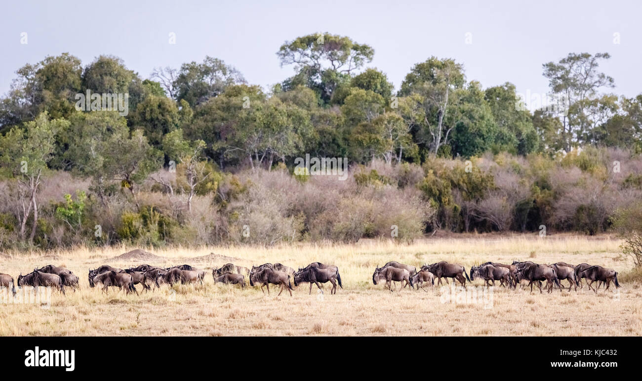 Kenianische Querformat & Wildlife: Herde von Migration Streifengnu (connochaetes Taurinus) während der großen Migration, Masai Mara, Kenia gesehen Stockfoto
