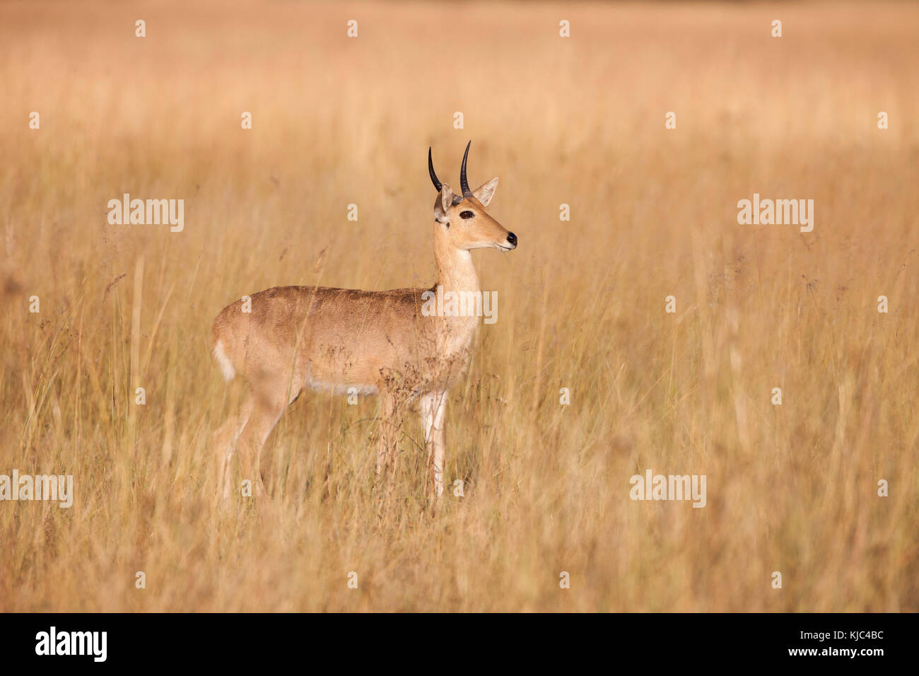 Südlicher Raufußbock (Redunca arundinum), der im Grasland im Okavango Delta in Botswana, Afrika, steht Stockfoto