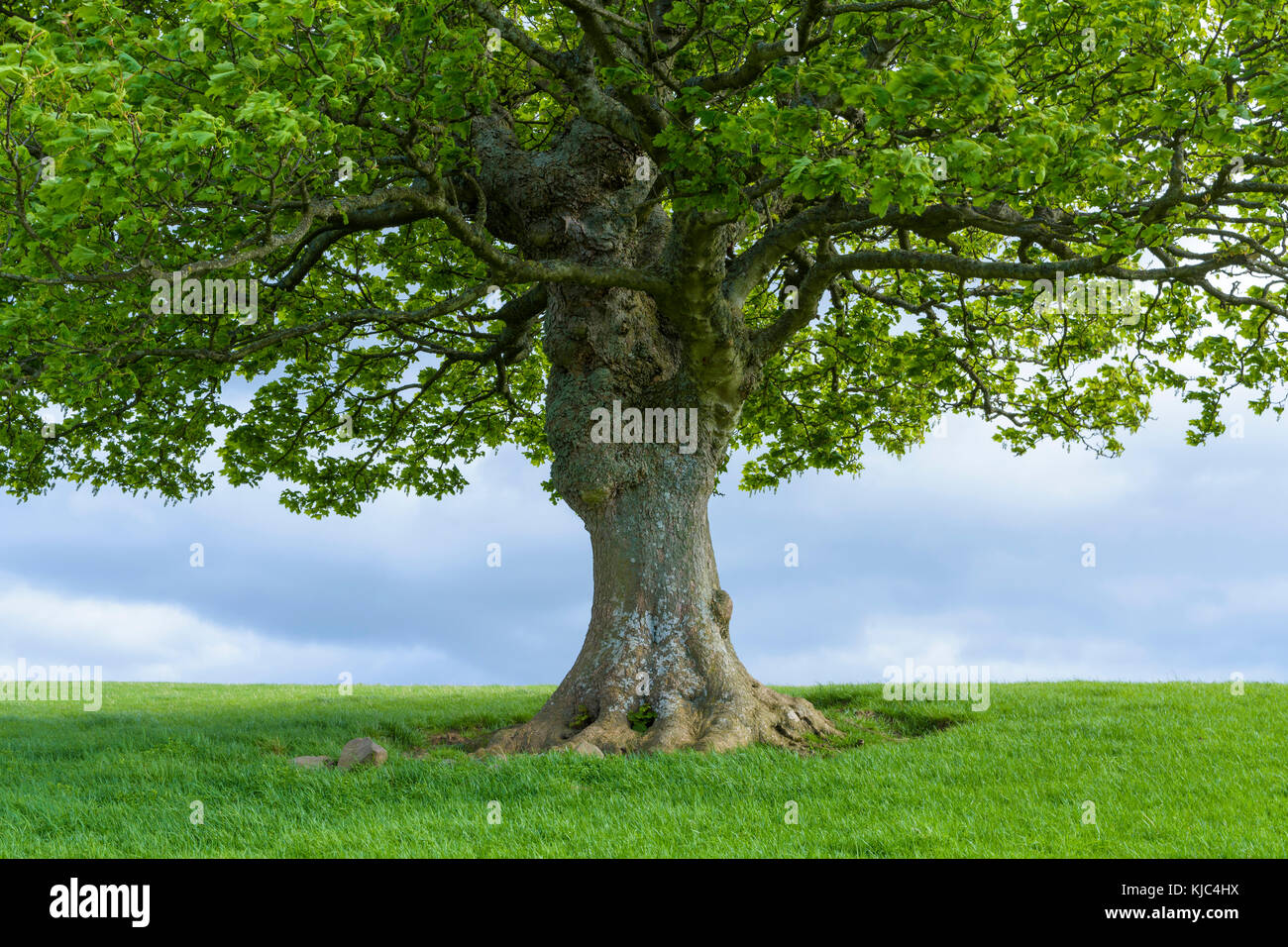 Nahaufnahme des Eichenstamms im Frühjahr in Schottland, Großbritannien Stockfoto
