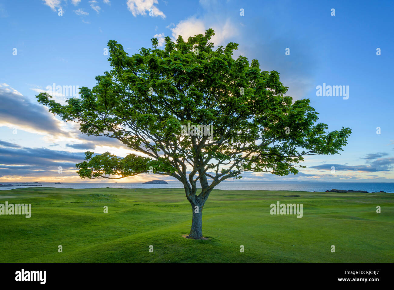 Ahornbaum auf Golfplatz an der Küste bei North Berwick in Schottland, Großbritannien Stockfoto