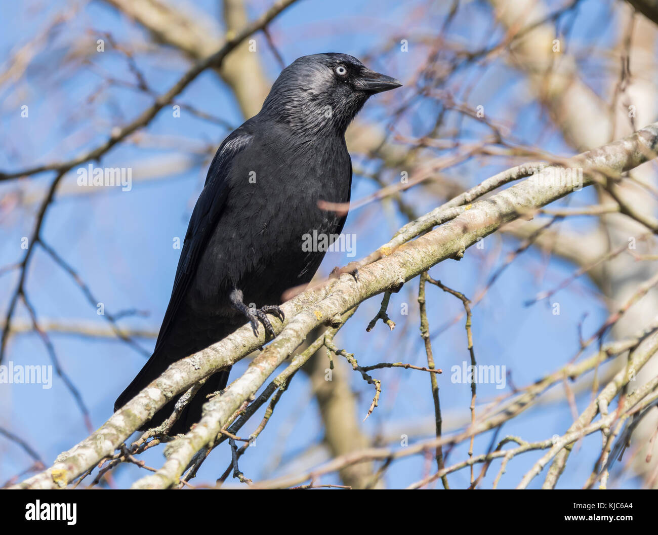 Dohle (Corvus monedula) auf einen Ast von einem Baum mit blauen Himmel Overhead im Herbst in Großbritannien thront. Stockfoto