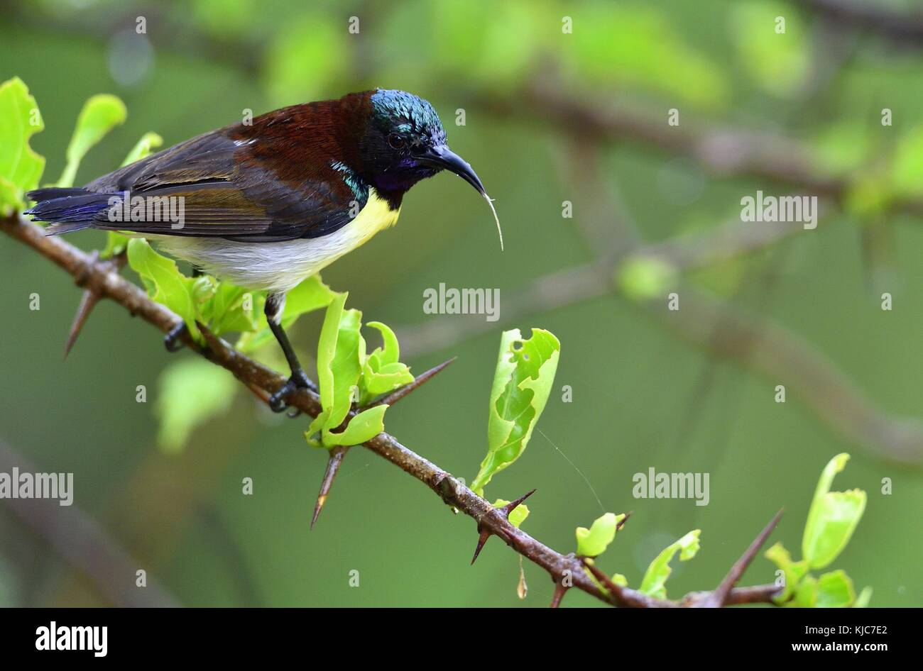 Die violett-rumped Sunbird (leptocoma zeylonica) ist ein sunbird endemisch auf dem indischen Subkontinent männlich. Yala National Park Sri Lanka. Stockfoto