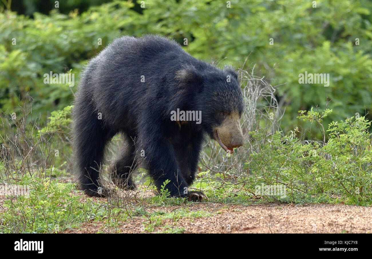 Die sri-lankische Faultiere (melursus Ursinus inornatus) ist eine Unterart der Faultiere vor allem in trockenen Wäldern Tiefland in der Insel Sri lank Stockfoto