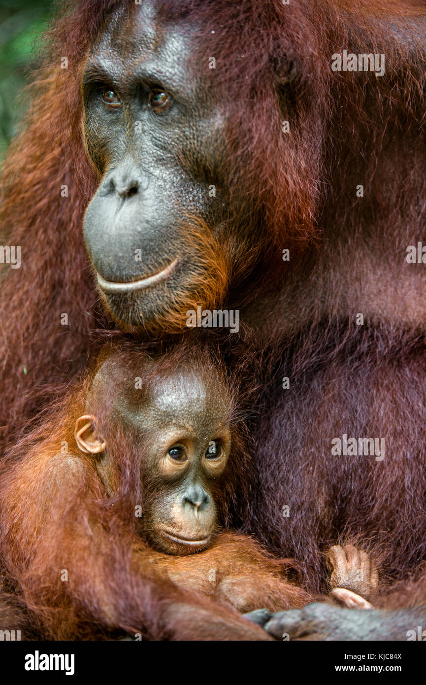 Mutter Orang-utan und Cub in einem natürlichen Lebensraum. Bornesischen Orang-utan (Pongo pygmaeus) wurmmbii in der wilden Natur. Regenwald der Insel Borneo Indonesien Stockfoto