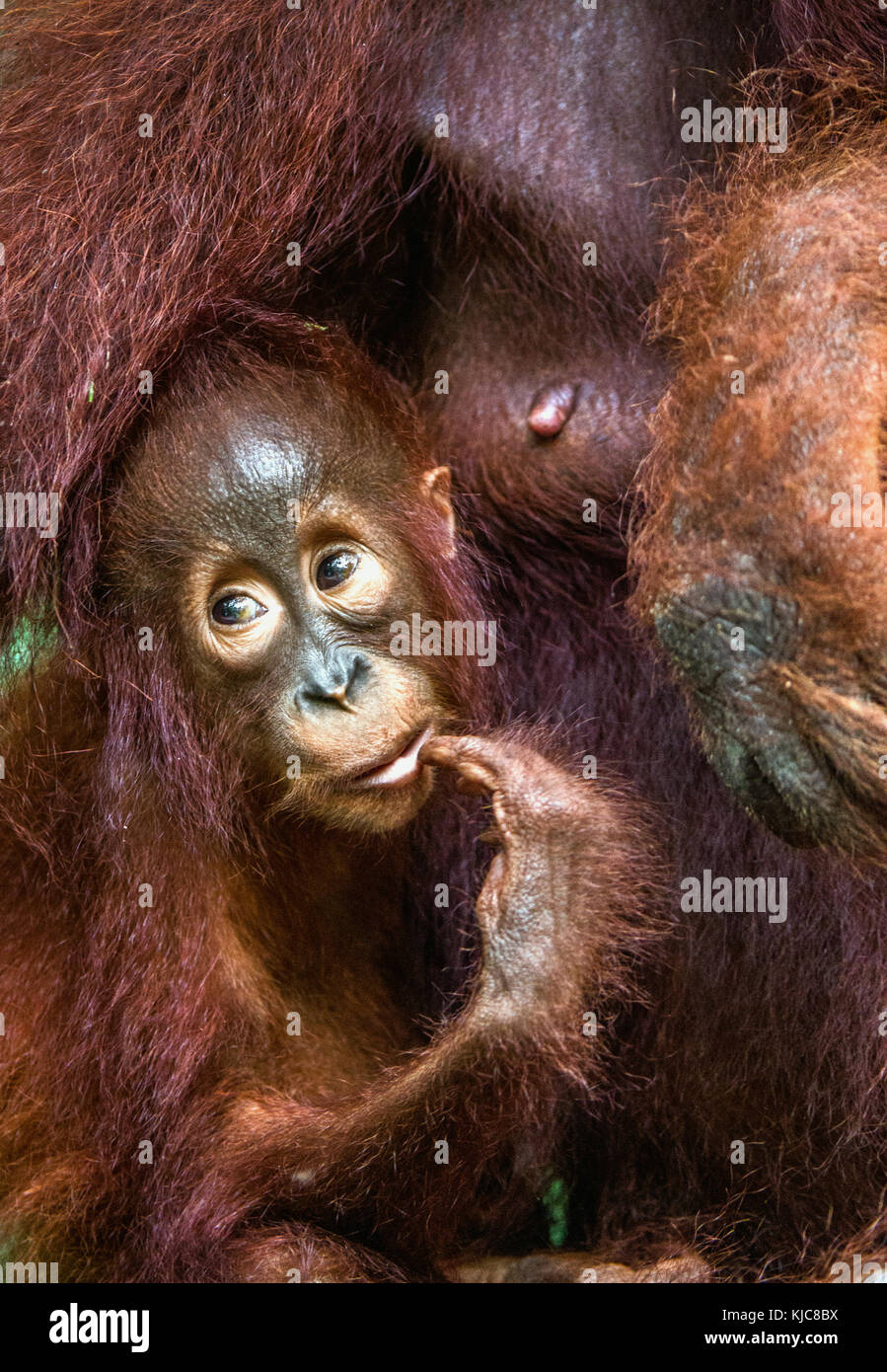 Mutter Orang-utan und Cub in einem natürlichen Lebensraum. Bornesischen Orang-utan (Pongo pygmaeus) wurmmbii in der wilden Natur. Regenwald der Insel Borneo Indonesien Stockfoto