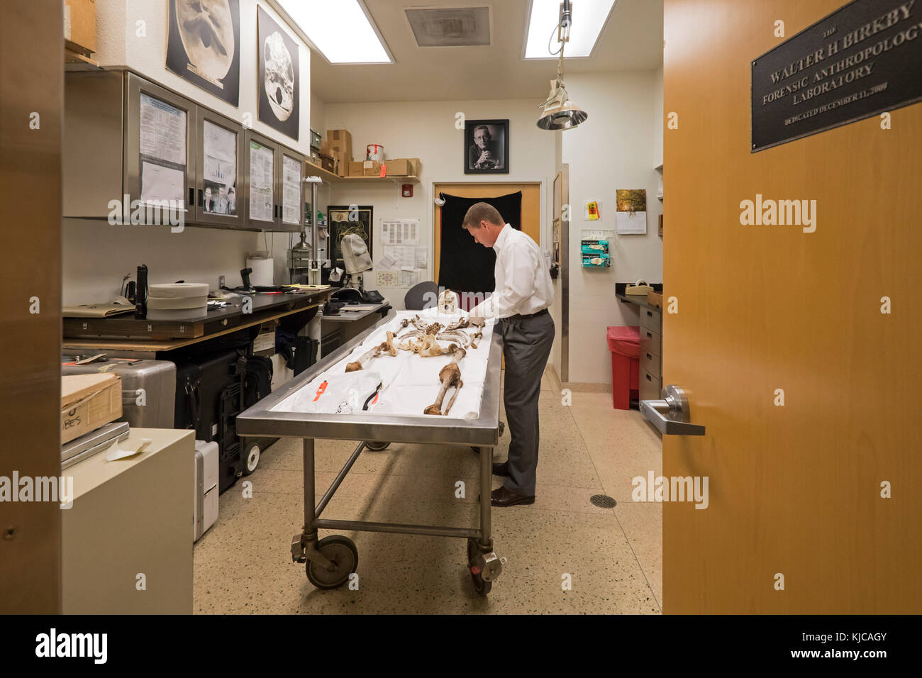 Tucson, Arizona - Dr. Gregory Hess, Chefarzt für Pima County, untersucht das Skelett eines nicht identifizierten Migranten, der beim Überqueren des Bor starb Stockfoto
