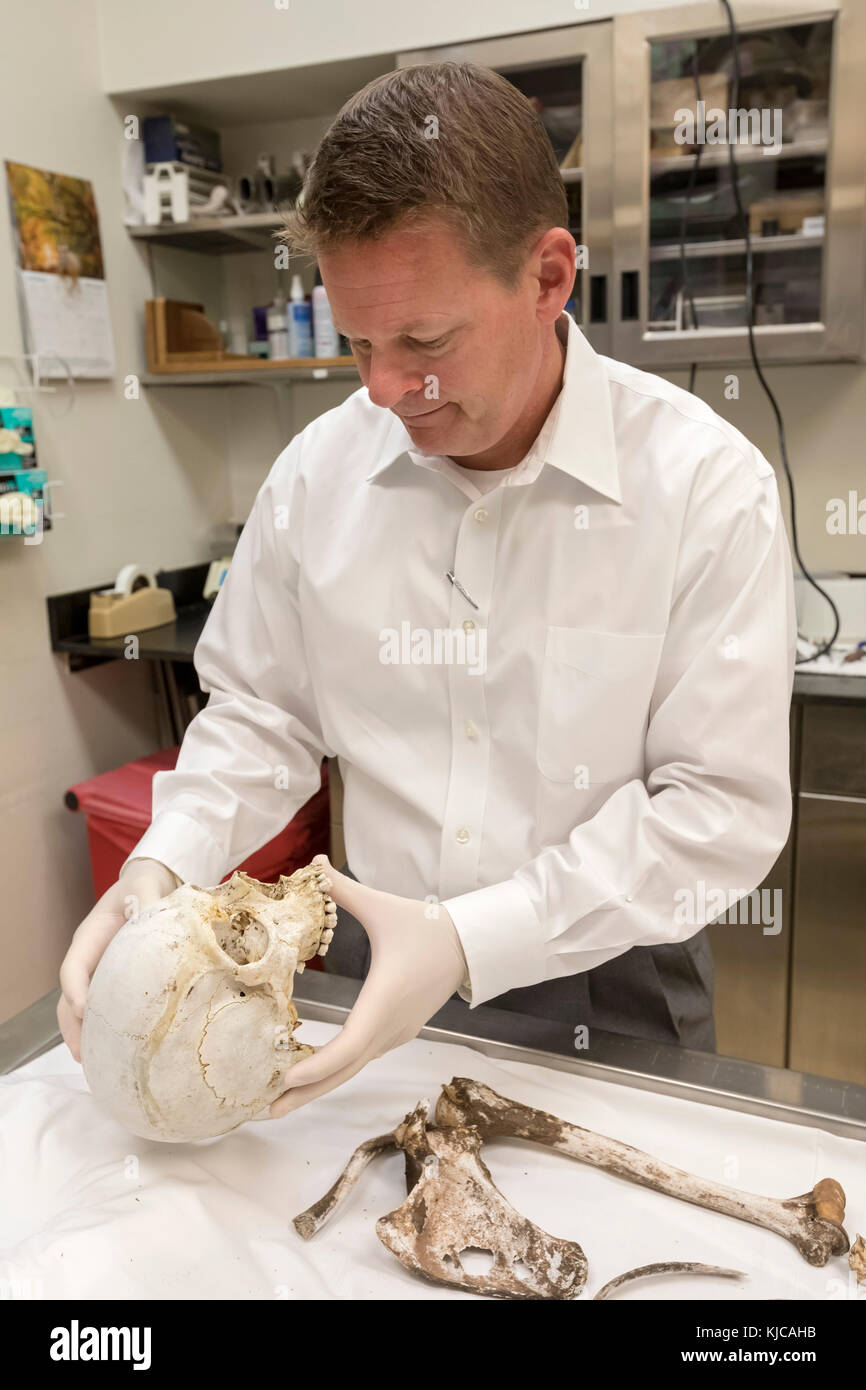 Tucson, Arizona - dr. Gregor Hess, Chief Medical Examiner für Pima County, untersucht der Schädel eines nicht identifizierten Migranten, die gestorben, die die Grenze überqueren Stockfoto