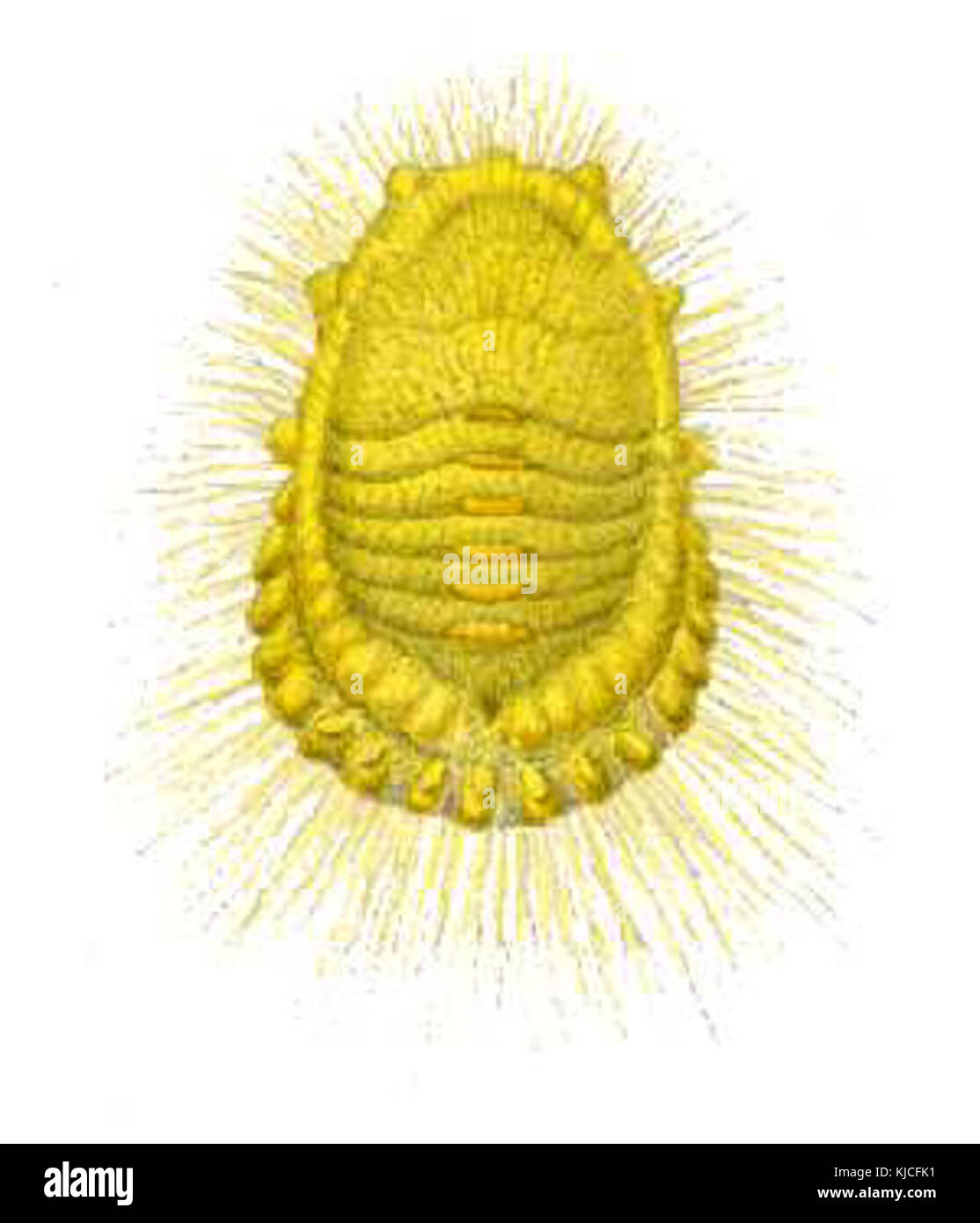 Icerya Seychellarum von CSIRO Stockfoto