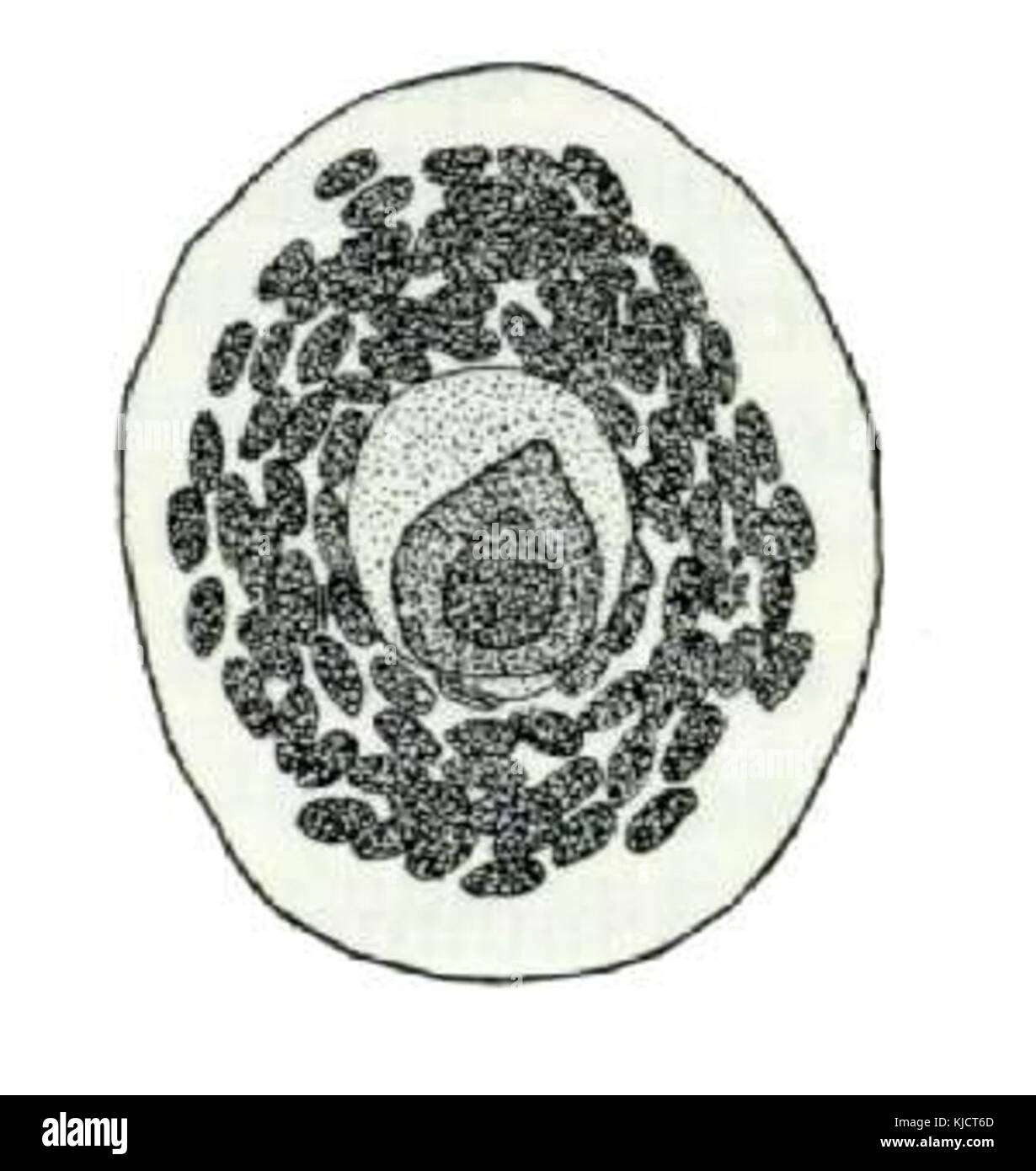 Aspidiotus Destruktor von CSIRO Stockfoto