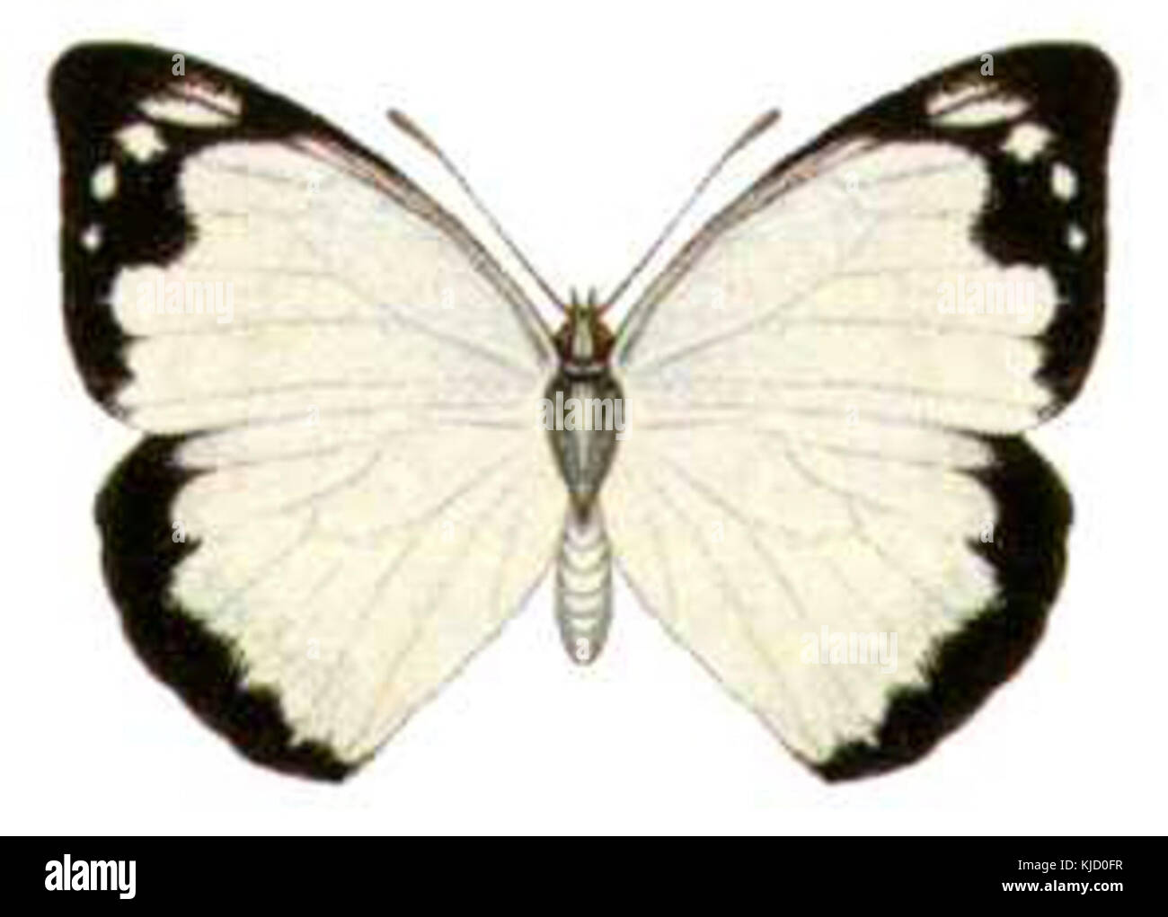 Ein Bild des Appias paulina ega-Schmetterlings, bekannt für seine markanten weißen und schwarzen Flügelmuster, die in seinem natürlichen Lebensraum aufgenommen wurden und seine Schönheit und die Artenvielfalt der Region demonstrieren. Stockfoto
